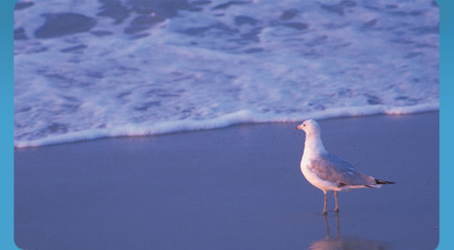 seagull